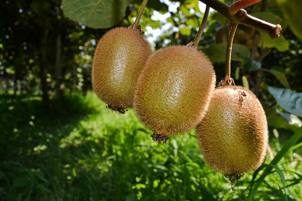 Agriturismo Ca' La Pergola Lugagnano Eksteriør billede